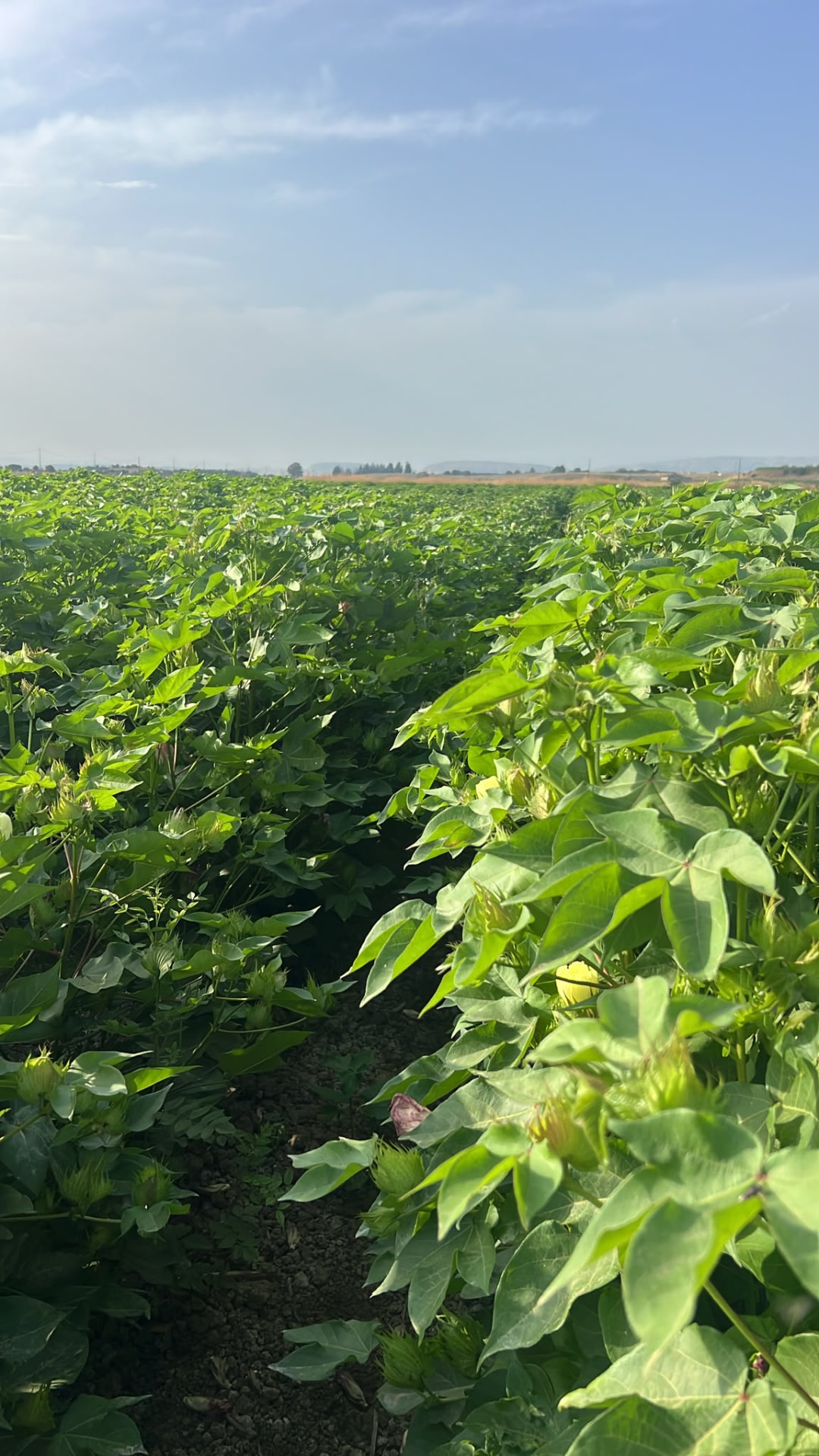 Field update 08 — Field Update 08