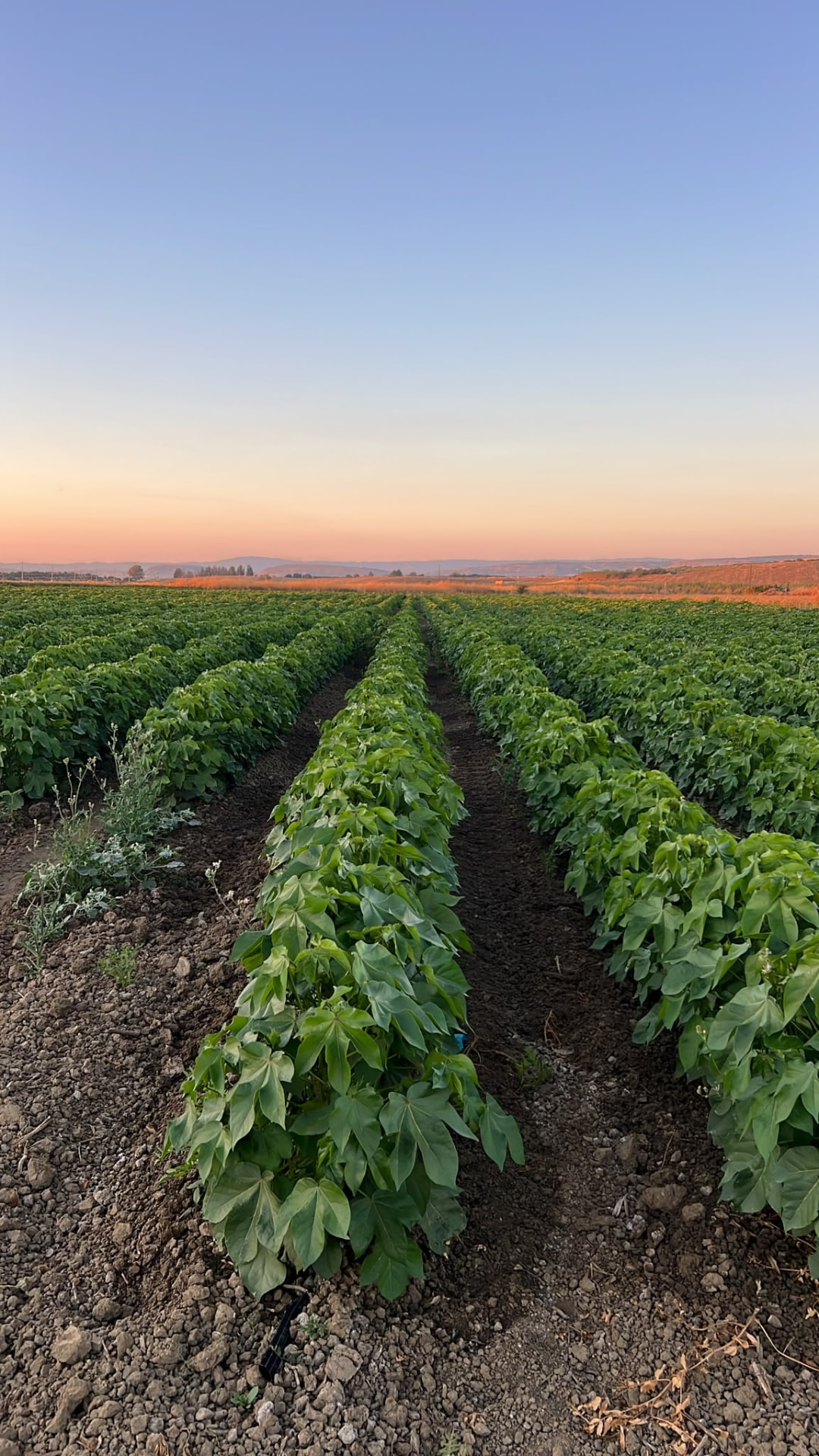 Field update 06 — Field Update 06