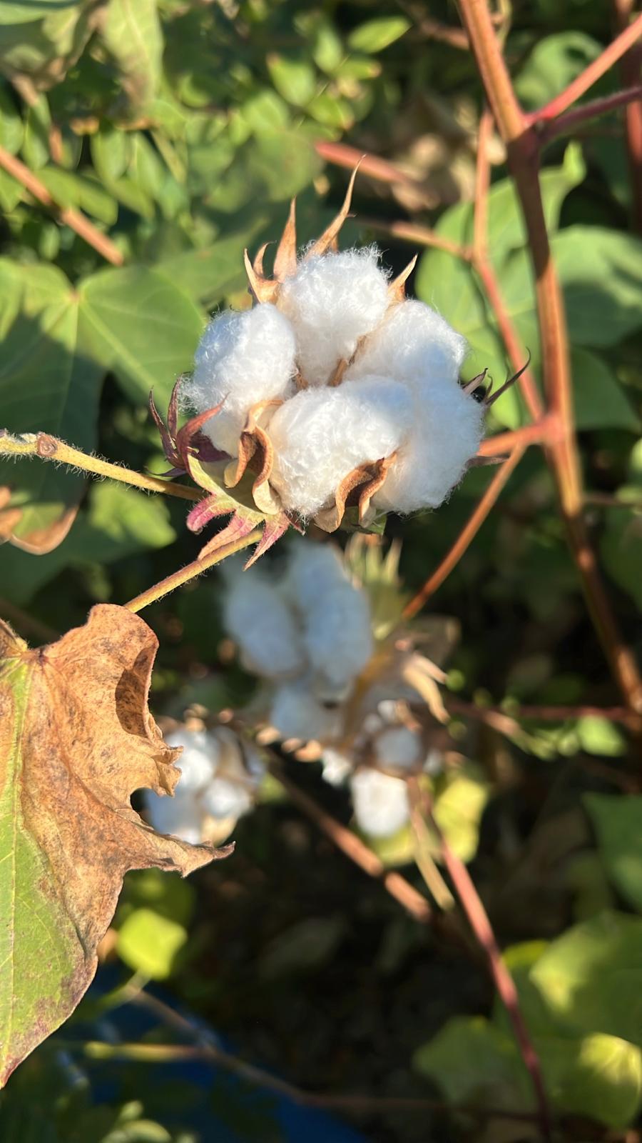Cotton boll on the plant in the Sicilian field