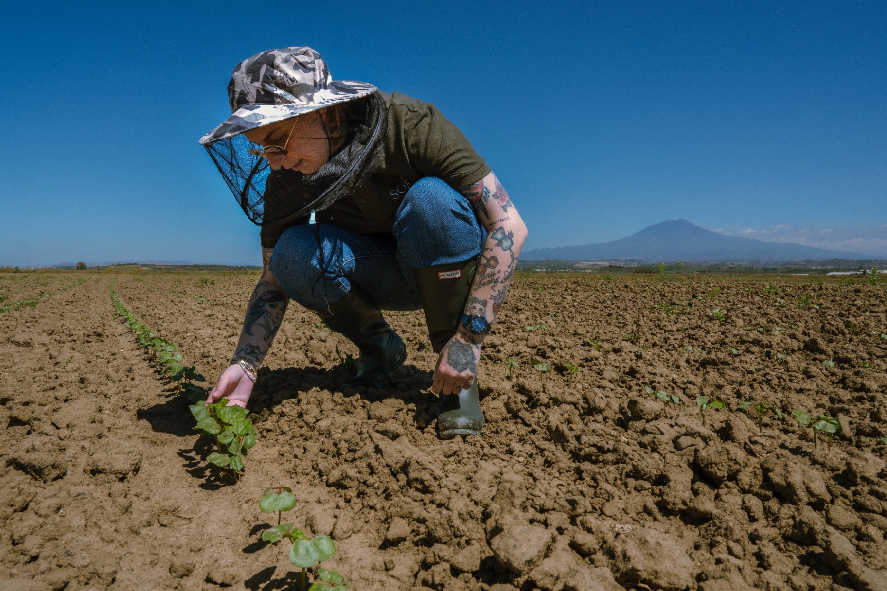Cotton seedlings growing in the Sicilian field with Mount Etna in the background