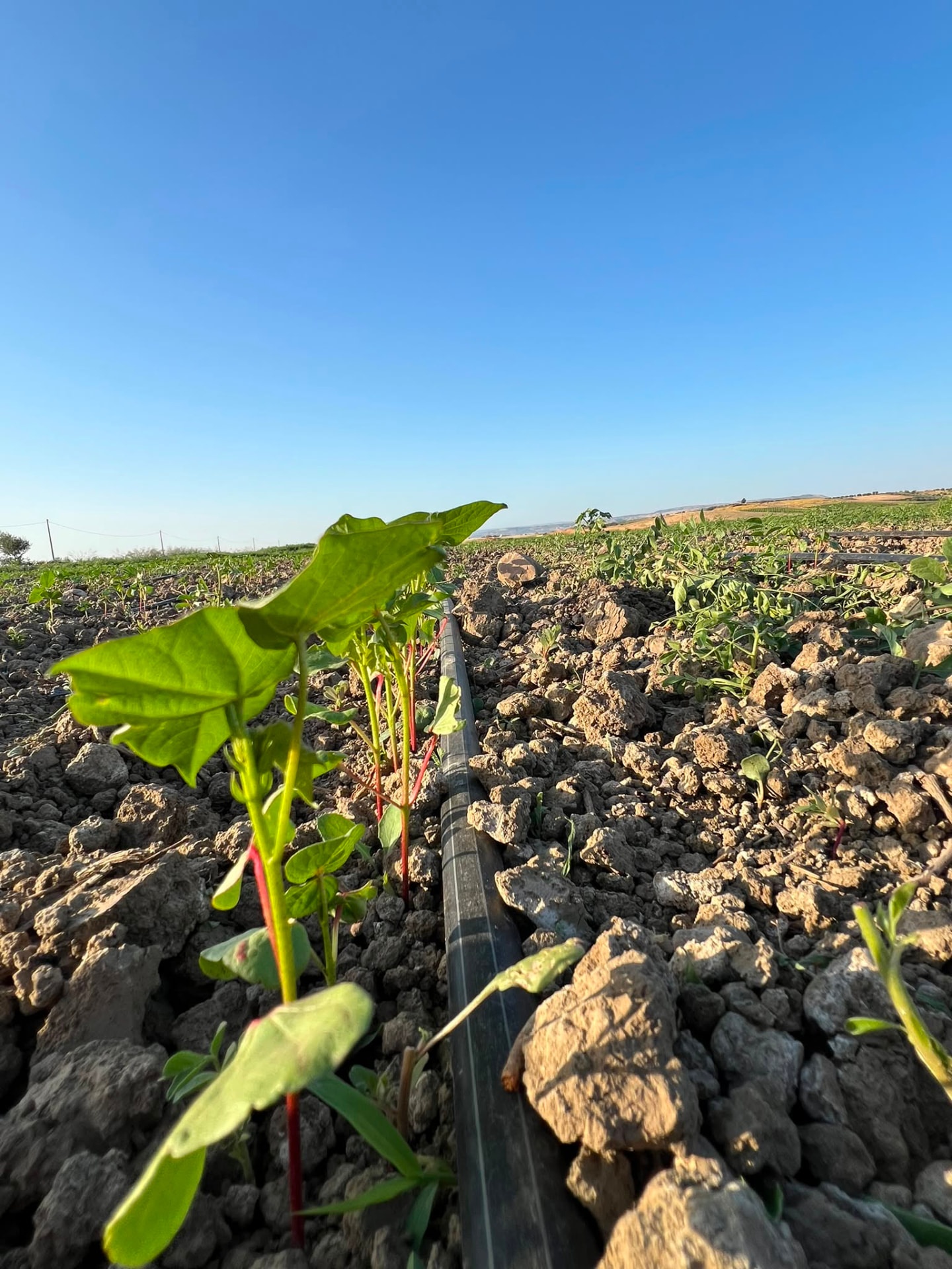 Field update 04 — Field Update 04