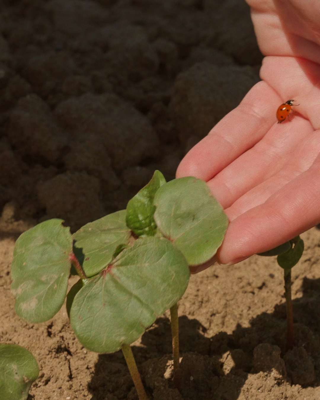 Field update 01 — Early Growth